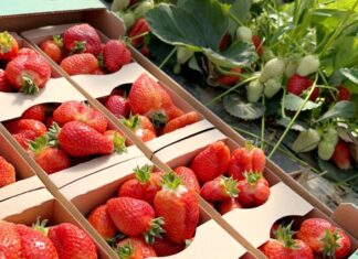 ‘Alba’ to doskonała odmiana truskawek!