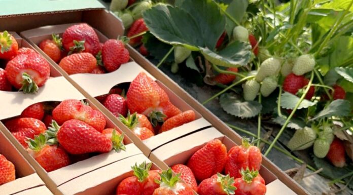 ‘Alba’ to doskonała odmiana truskawek!