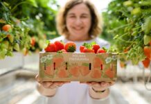 Dlaczego polskie truskawki są tańsze niż przed rokiem?