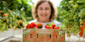 Dlaczego polskie truskawki są tańsze niż przed rokiem?