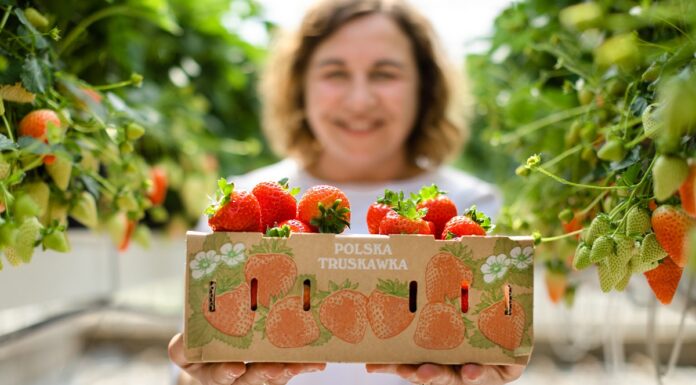 Dlaczego polskie truskawki są tańsze niż przed rokiem?