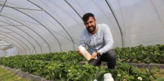 Produkty wpływające na zdrowotność i jakość truskawek – rekomendacje z firmy BioAgris szymon kamiński