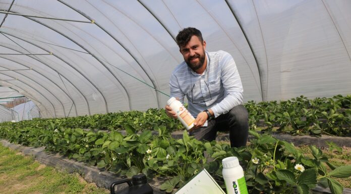 Produkty wpływające na zdrowotność i jakość truskawek – rekomendacje z firmy BioAgris szymon kamiński