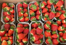 Akademia Uprawy Truskawek – 4 lutego koło Czerwińska nad Wisłą