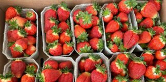 Akademia Uprawy Truskawek – 4 lutego koło Czerwińska nad Wisłą