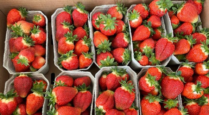 Ceny truskawek – majowe rozeznanie 2022