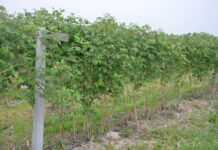 Malina letnia i jesienna – uprawy polowe. Monitoring – choroby i szkodniki przed kwitnieniem.