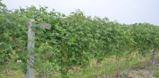 Malina letnia i jesienna – uprawy polowe. Monitoring – choroby i szkodniki przed kwitnieniem.