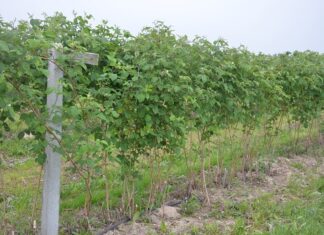 Malina letnia i jesienna – uprawy polowe. Monitoring – choroby i szkodniki przed kwitnieniem.