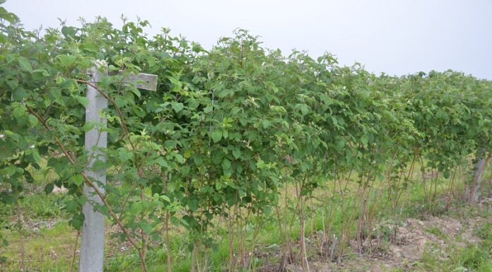 Malina letnia i jesienna – uprawy polowe. Monitoring – choroby i szkodniki przed kwitnieniem.