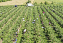 Nowe obowiązki przy zatrudnianiu cudzoziemców od 1 czerwca 2025. Informuje PUP w Grójcu koszty_produkcji_borówki