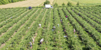 Nowe obowiązki przy zatrudnianiu cudzoziemców od 1 czerwca 2025. Informuje PUP w Grójcu koszty_produkcji_borówki