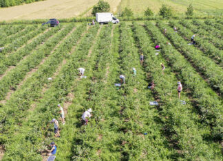 Nowe obowiązki przy zatrudnianiu cudzoziemców od 1 czerwca 2025. Informuje PUP w Grójcu koszty_produkcji_borówki