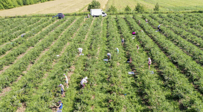 Nowe obowiązki przy zatrudnianiu cudzoziemców od 1 czerwca 2025. Informuje PUP w Grójcu koszty_produkcji_borówki
