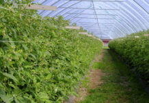 Nawożenie malin z firmą YARA. Cz. VI – nawożenie pozakorzeniowe