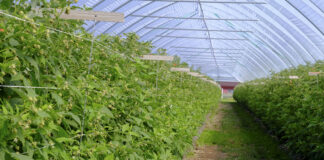 Nawożenie malin z firmą YARA. Cz. VI – nawożenie pozakorzeniowe