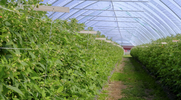 Nawożenie malin z firmą YARA. Cz. VI – nawożenie pozakorzeniowe