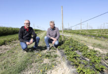 Agrowłóknina w uprawia malin. Jak ją wykorzystać optymalnie?