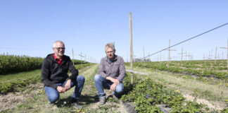 Agrowłóknina w uprawia malin. Jak ją wykorzystać optymalnie?