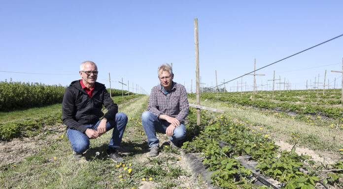 Agrowłóknina w uprawia malin. Jak ją wykorzystać optymalnie?