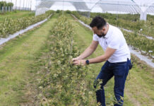 Jak nawozić borówki pod koniec kwitnienia?
