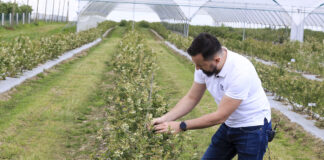 Jak nawozić borówki pod koniec kwitnienia?