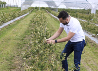 Jak nawozić borówki pod koniec kwitnienia?