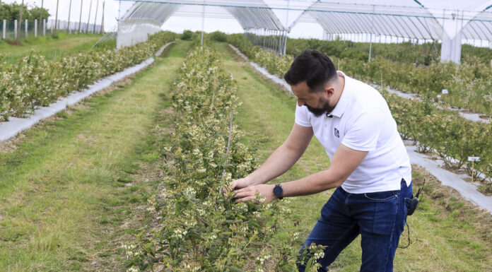 Jak nawozić borówki pod koniec kwitnienia?