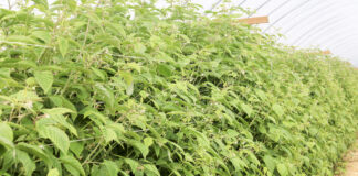 Porozmawiajmy o ochronie malin w okresie kwitnienia