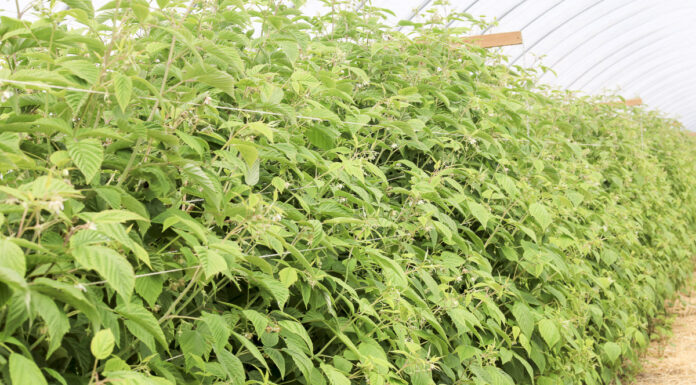 Porozmawiajmy o ochronie malin w okresie kwitnienia