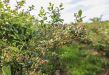 Przerzedzanie owoców na krzewach borówki. Zabieg konieczny na niektórych plantacjach