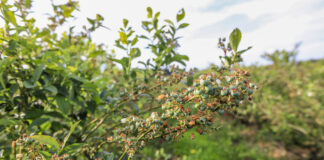 Przerzedzanie owoców na krzewach borówki. Zabieg konieczny na niektórych plantacjach