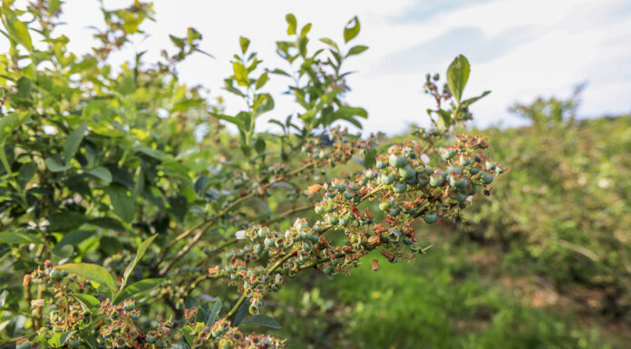 Przerzedzanie owoców na krzewach borówki. Zabieg konieczny na niektórych plantacjach