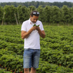 Mączniak, szara pleśń, przędziorki – aktualne problemy na plantacjach truskawek