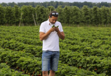 Mączniak, szara pleśń, przędziorki – aktualne problemy na plantacjach truskawek