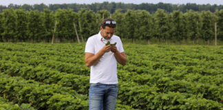 Mączniak, szara pleśń, przędziorki – aktualne problemy na plantacjach truskawek