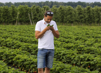 Mączniak, szara pleśń, przędziorki – aktualne problemy na plantacjach truskawek