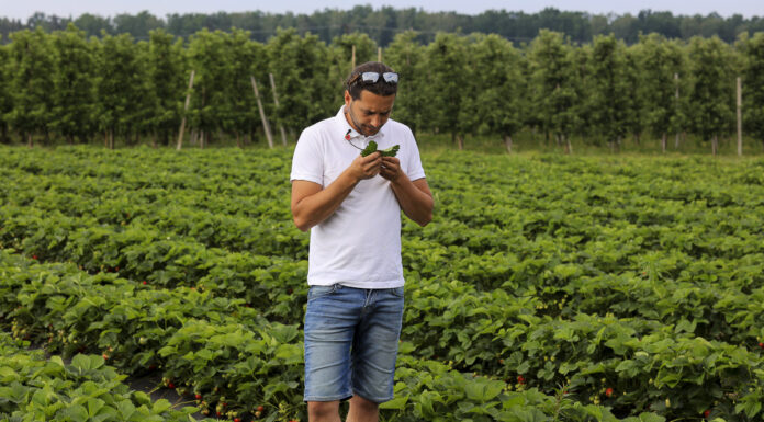 Mączniak, szara pleśń, przędziorki – aktualne problemy na plantacjach truskawek