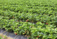 Produkcja ekologiczna a konwencjonalna truskawki_Verdi