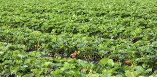 Produkcja ekologiczna a konwencjonalna truskawki_Verdi