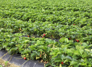 Produkcja ekologiczna a konwencjonalna truskawki_Verdi