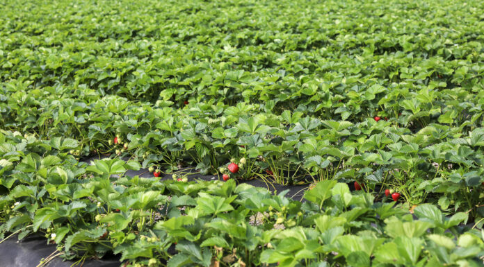 Produkcja ekologiczna a konwencjonalna truskawki_Verdi