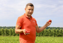 Jak zadbać o plantacje truskawek w trakcie zbiorów?