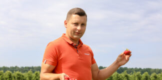 Jak zadbać o plantacje truskawek w trakcie zbiorów?