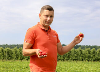 Jak zadbać o plantacje truskawek w trakcie zbiorów?