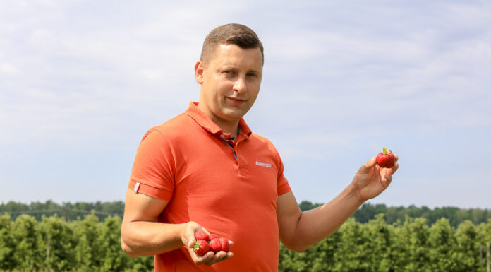 Jak zadbać o plantacje truskawek w trakcie zbiorów?