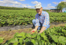 Truskawki – nawożenie ukierunkowane na dobrą jakość owoców