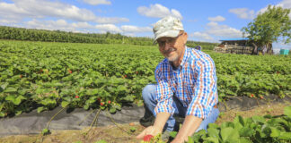 Truskawki – nawożenie ukierunkowane na dobrą jakość owoców
