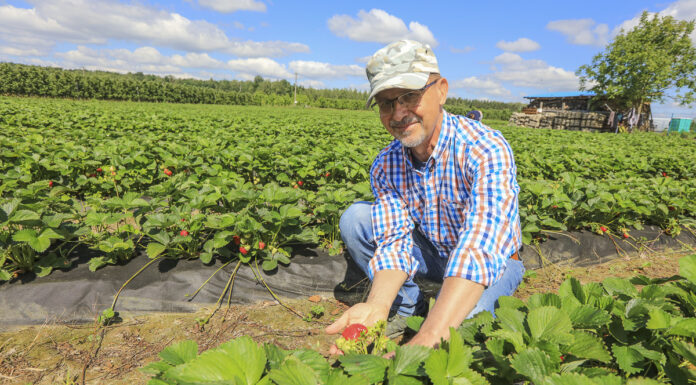 Truskawki – nawożenie ukierunkowane na dobrą jakość owoców