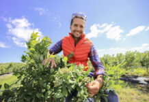 Borówki pod koniec czerwca – owoce rosną, ale ..